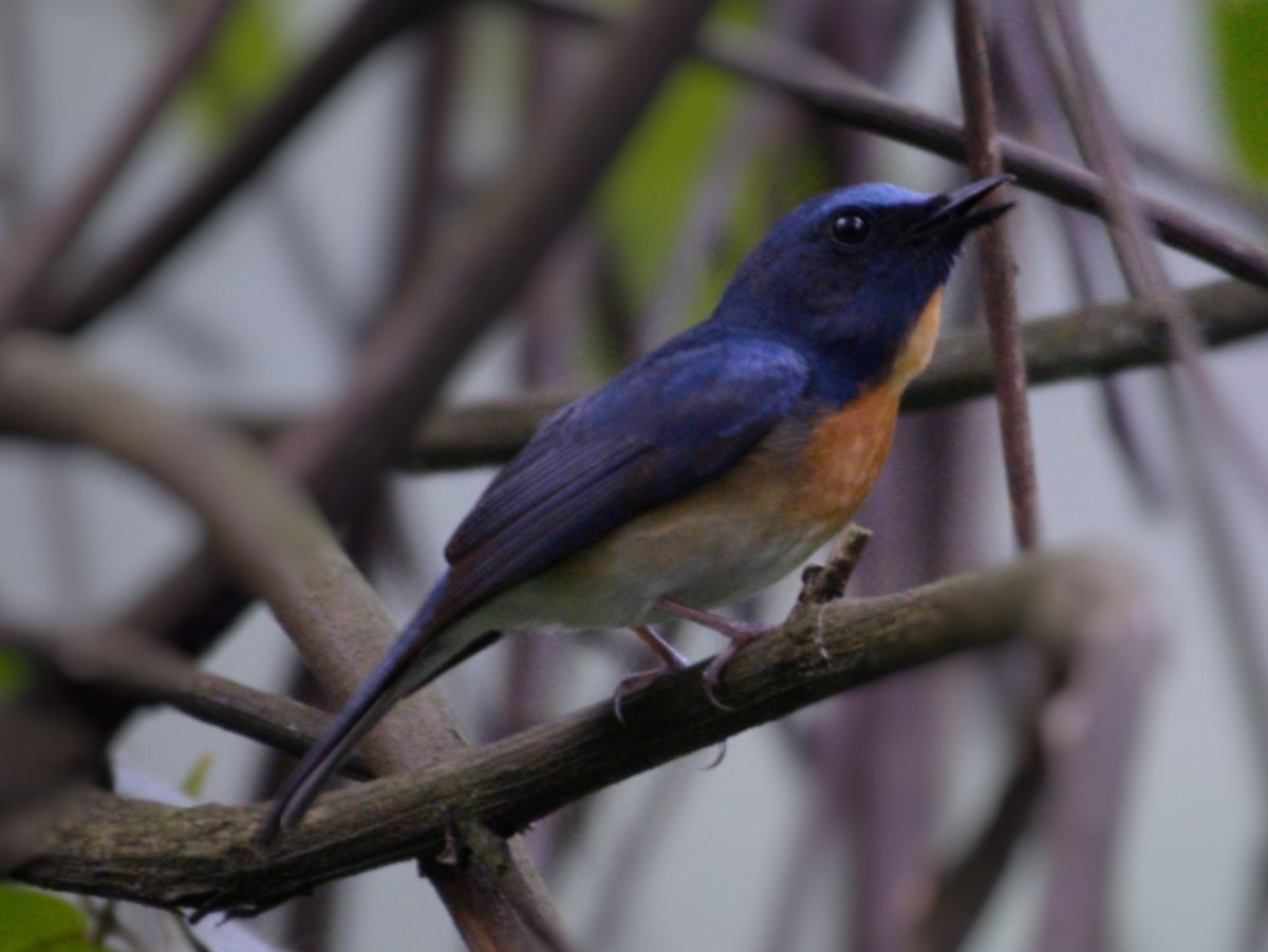 Hainan Blue Flycatcher - ML634334217