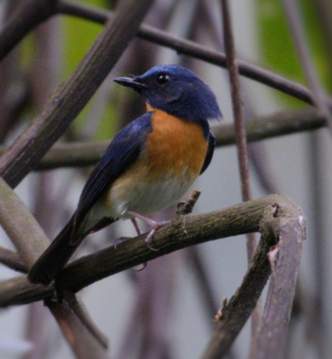 Hainan Blue Flycatcher - ML634334223