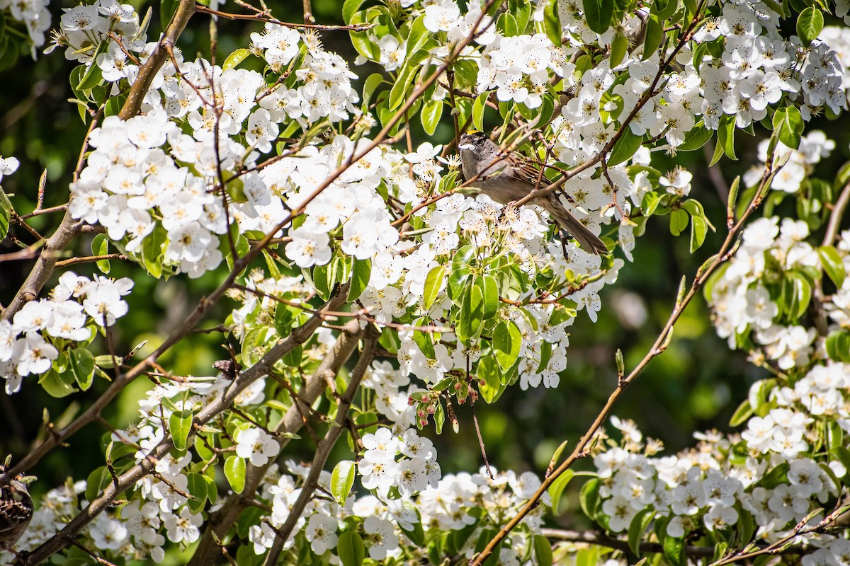 Golden-crowned Sparrow - ML634334238