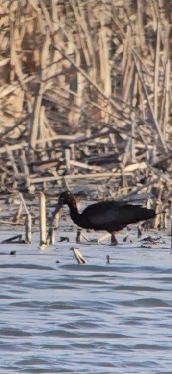 hvitgrimeibis - ML634334342