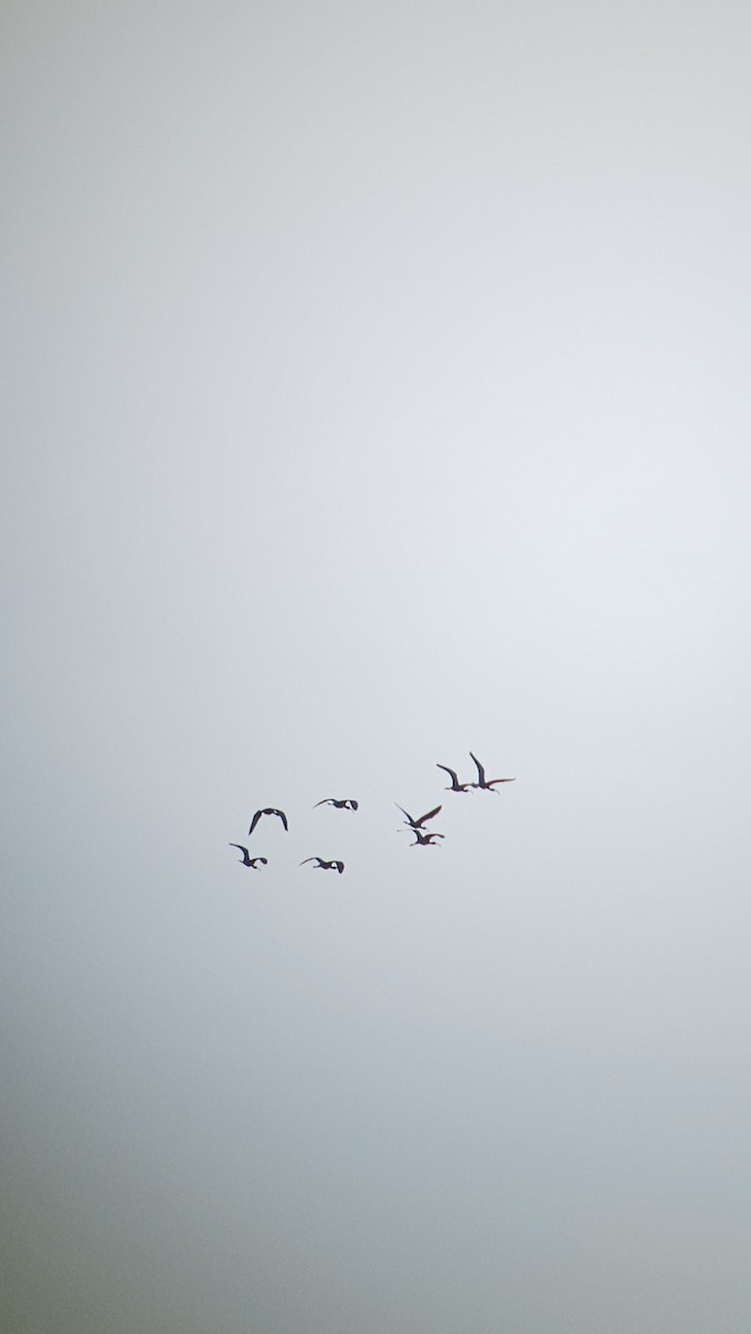 hvitgrimeibis - ML634334346