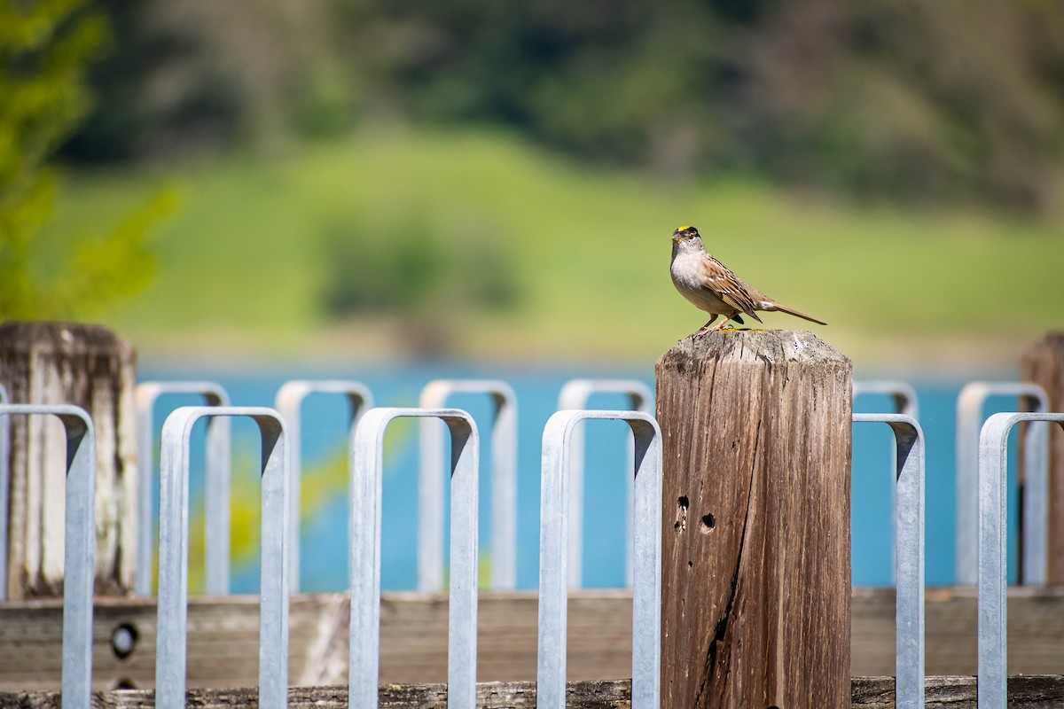 Golden-crowned Sparrow - ML634334352