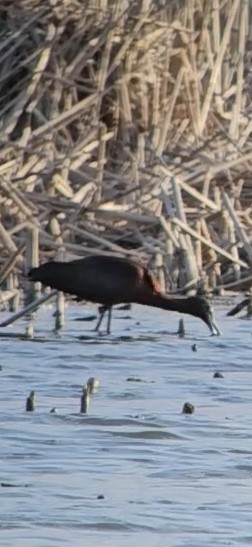 bronseibis - ML634334356