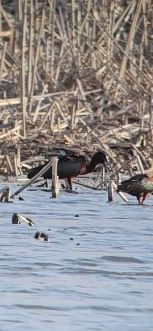 bronseibis - ML634334357