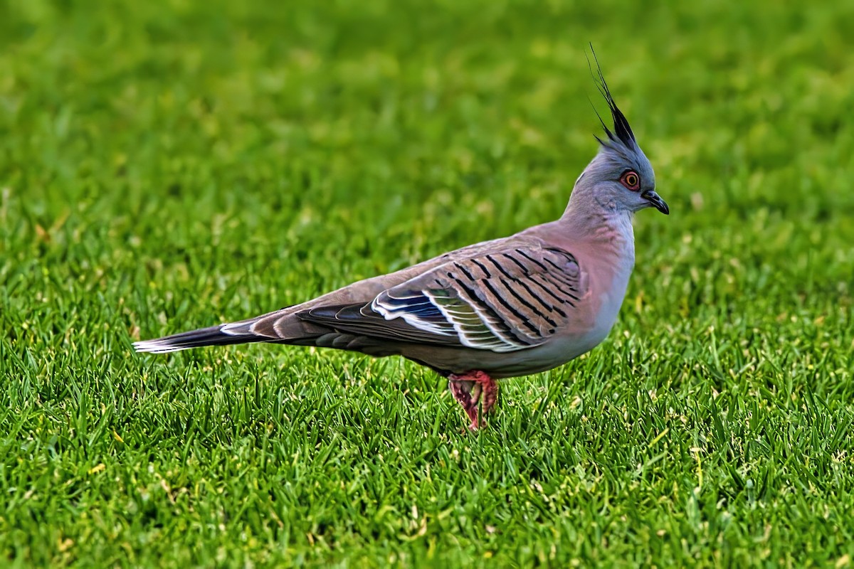 Crested Pigeon - ML634334456