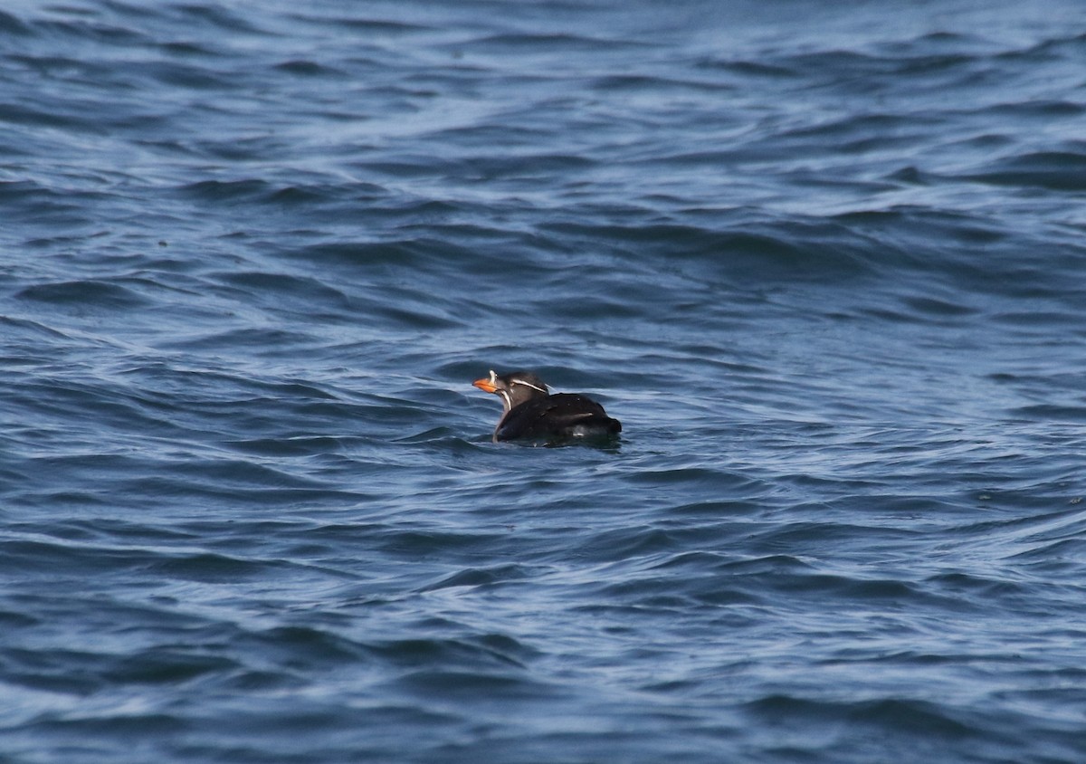Rhinoceros Auklet - ML634334526