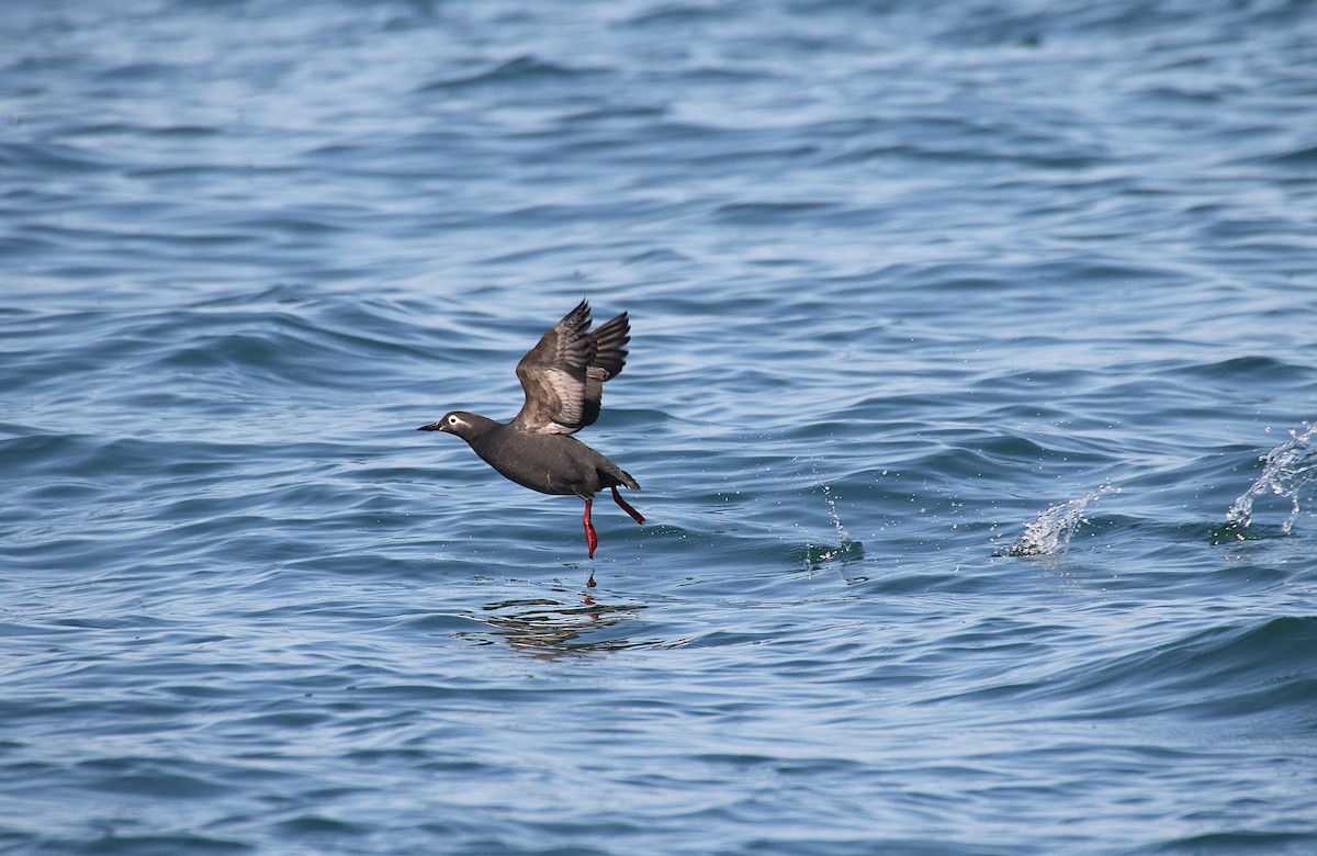 Spectacled Guillemot - ML634334527