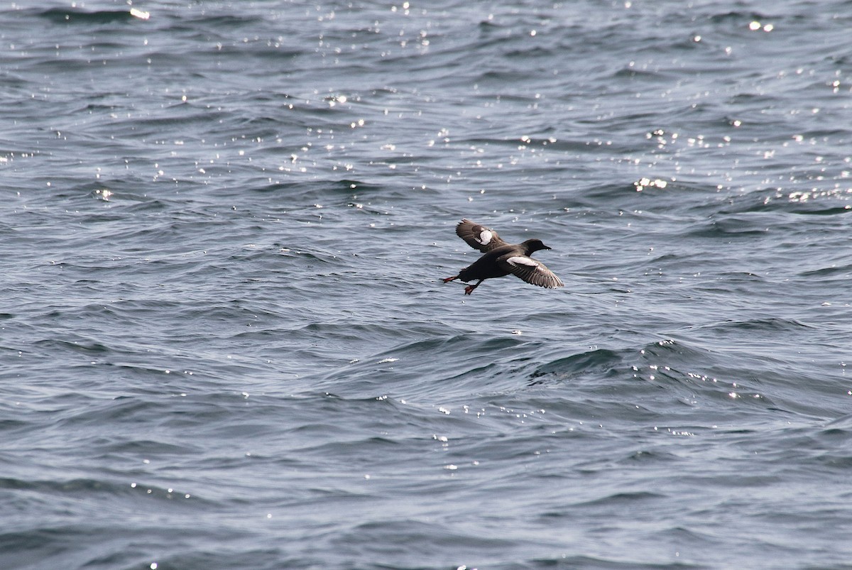 Pigeon Guillemot - ML634334532