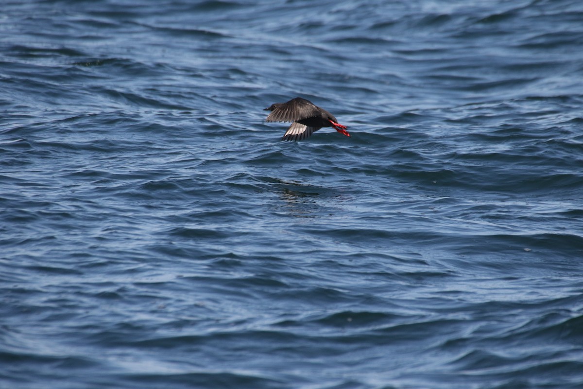 Pigeon Guillemot (snowi) - ML634334566