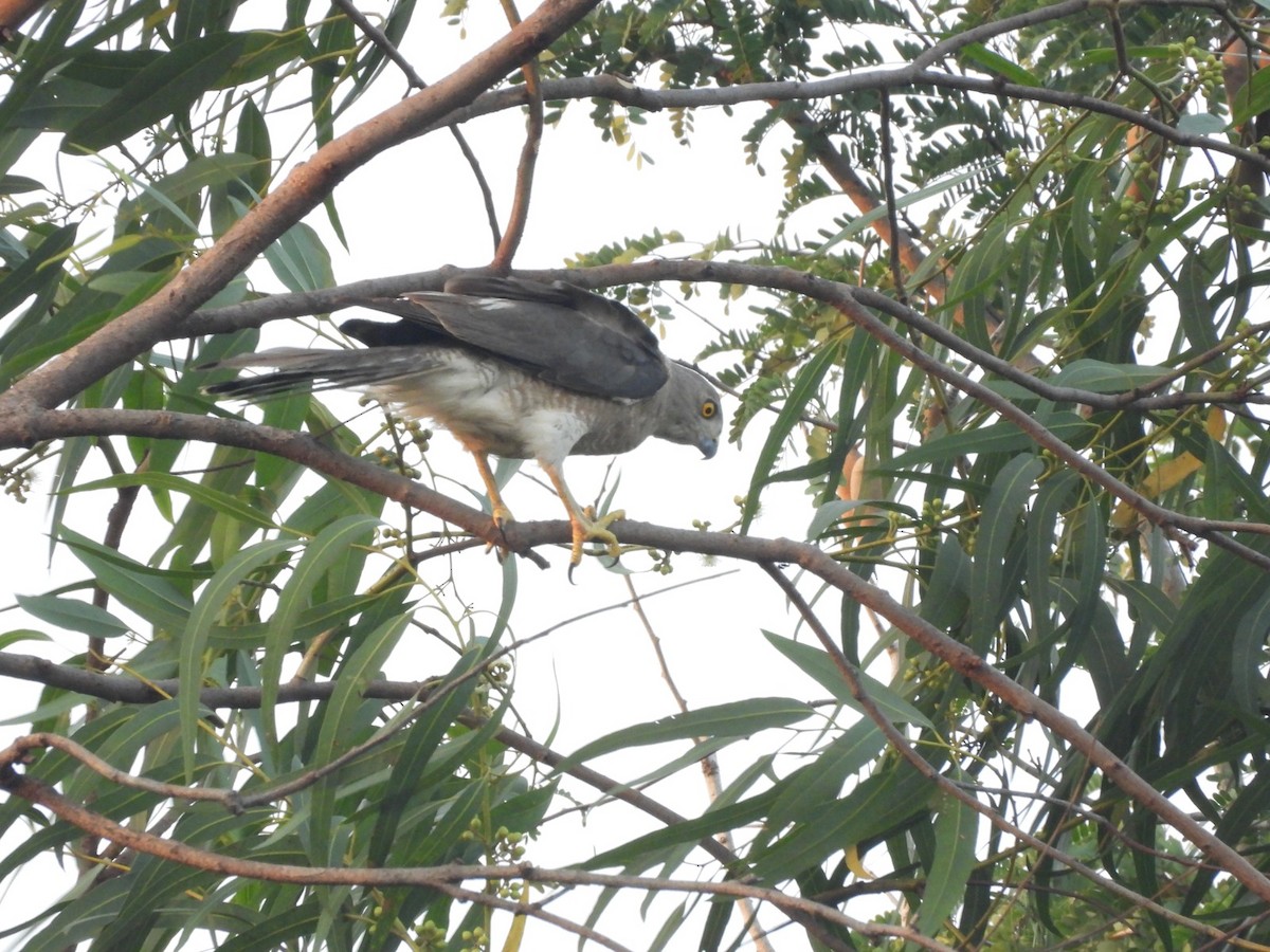 Shikra - ML634334586