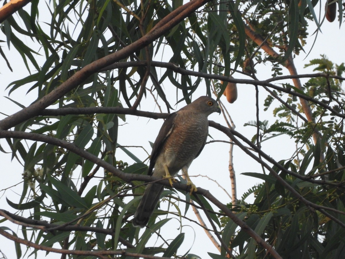 Shikra - ML634334587