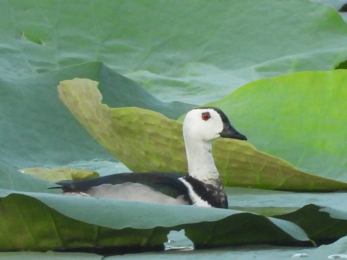 Cotton Pygmy-Goose - ML634334604