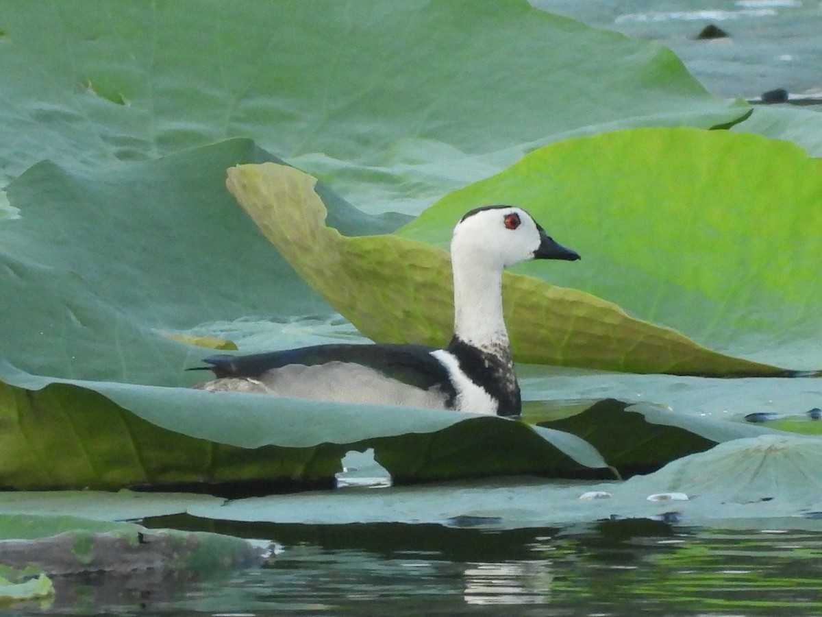 Cotton Pygmy-Goose - ML634334605