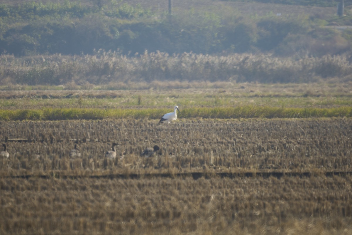 Oriental Stork - ML634334612