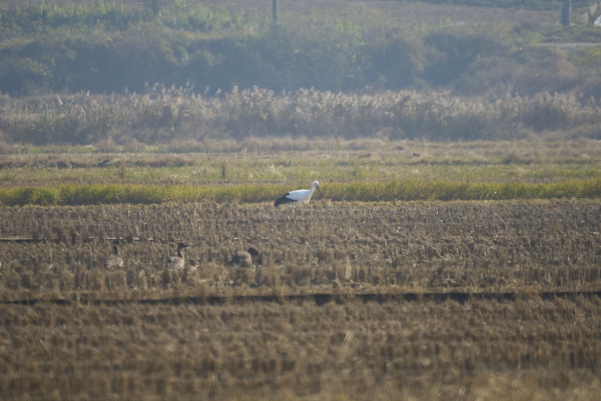 Oriental Stork - ML634334614