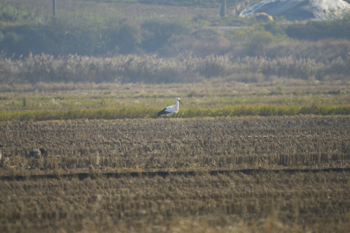 Oriental Stork - ML634334615