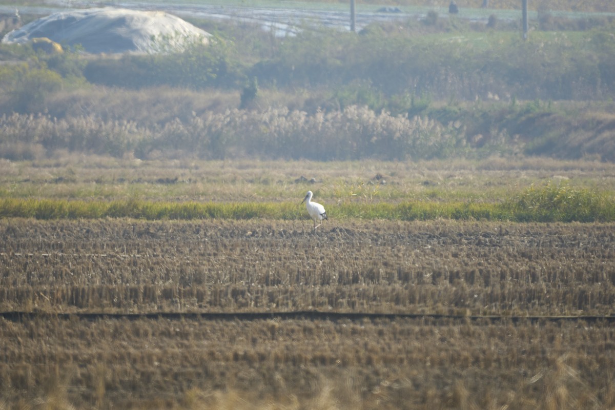 Oriental Stork - ML634334616