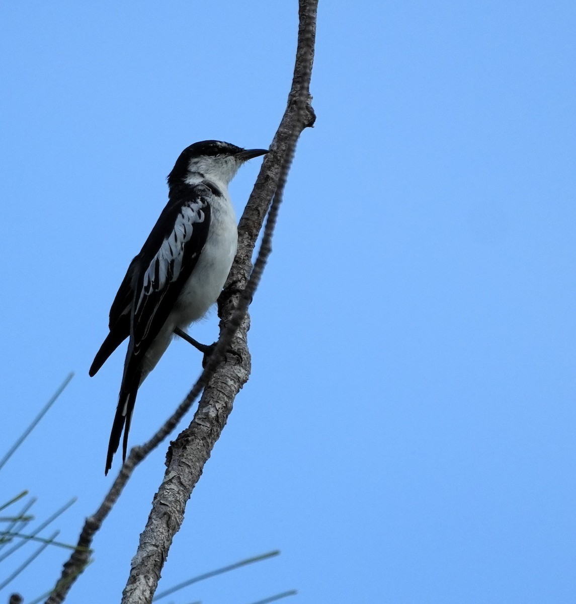 White-shouldered Triller - ML634334706