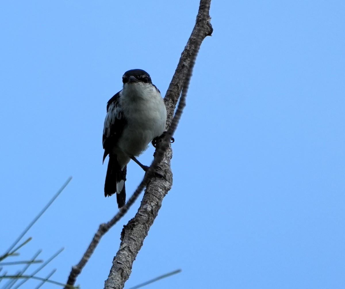 White-shouldered Triller - ML634334707