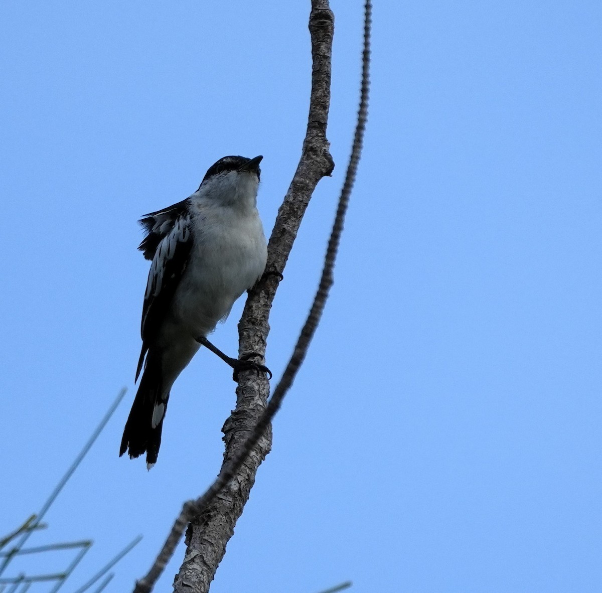 White-shouldered Triller - ML634334708