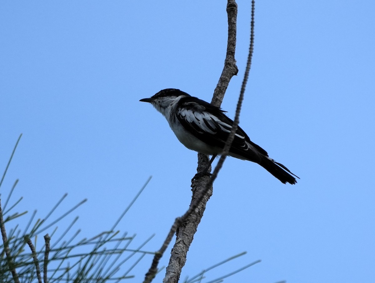 White-shouldered Triller - ML634334709