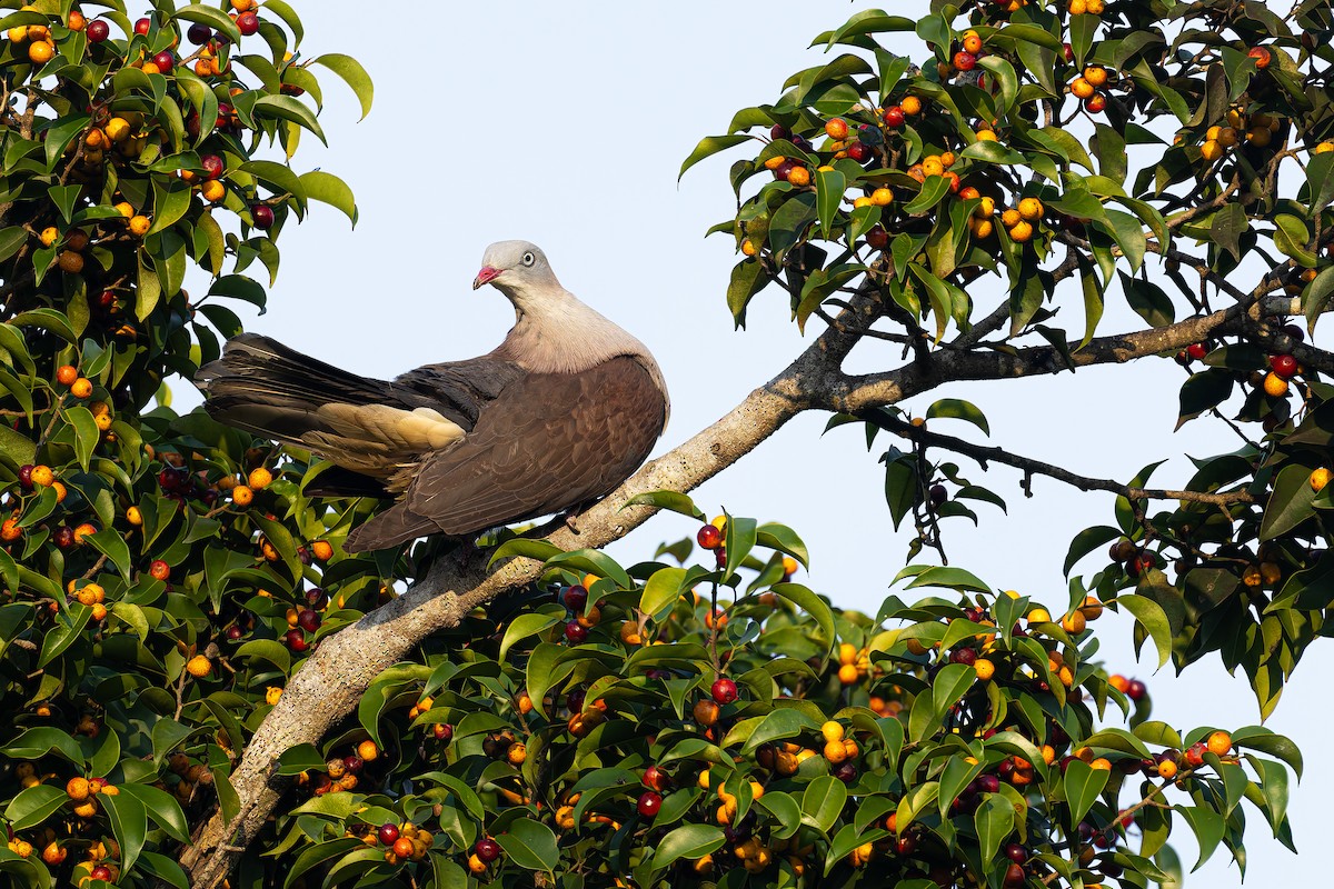 Mountain Imperial-Pigeon - ML634334837
