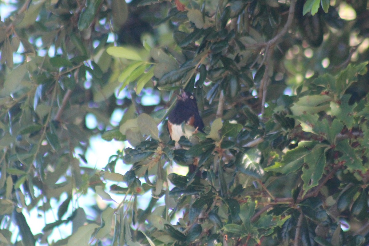 Eastern Towhee - ML63433491