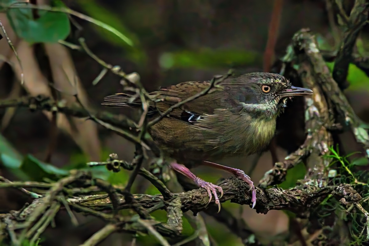 White-browed Scrubwren (White-browed) - ML634334975