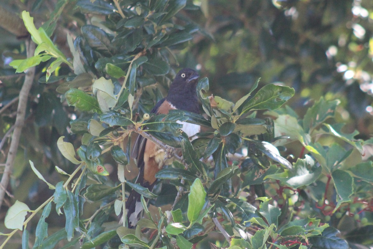 Eastern Towhee - ML63433501