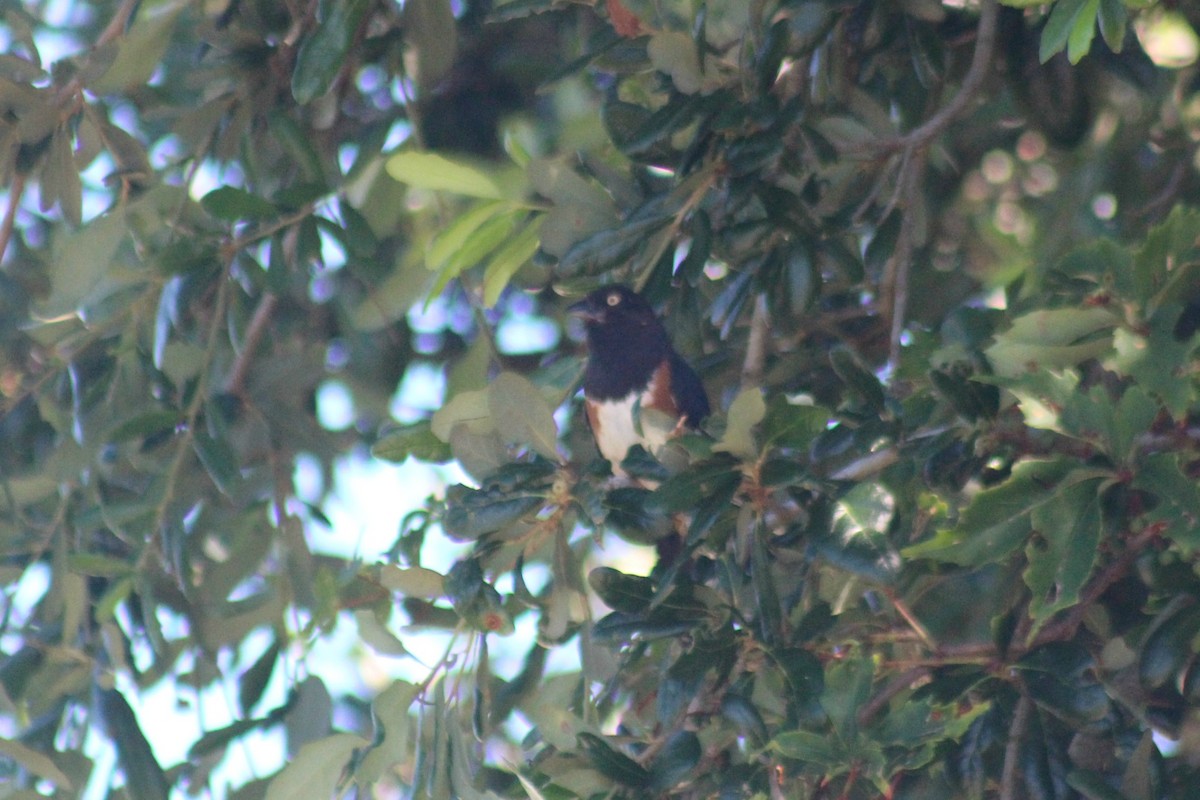 Eastern Towhee - ML63433511