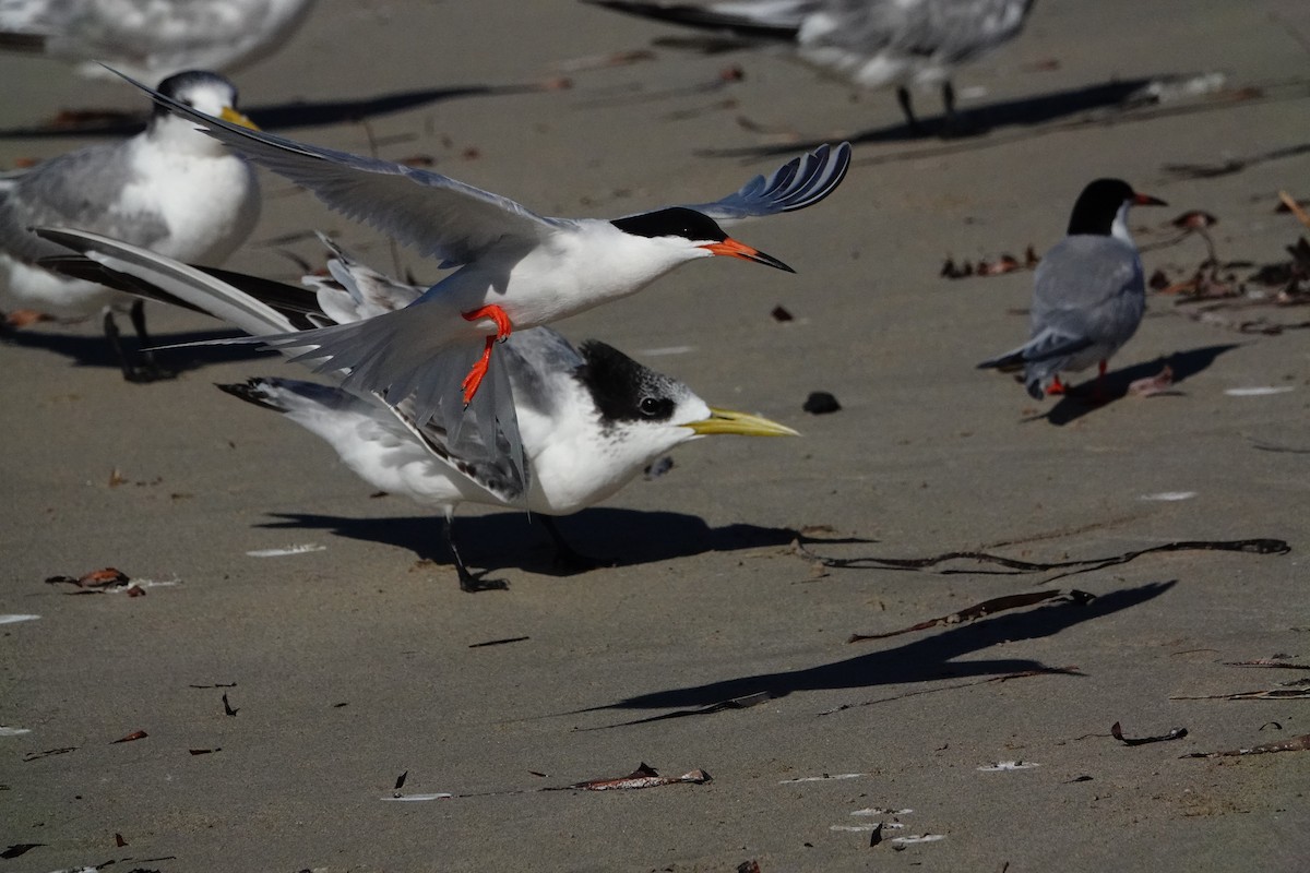 Roseate Tern - ML634335132