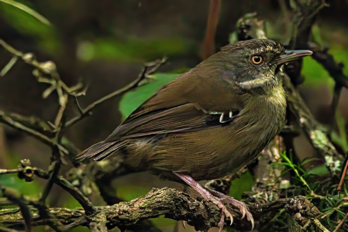 White-browed Scrubwren (White-browed) - ML634335146