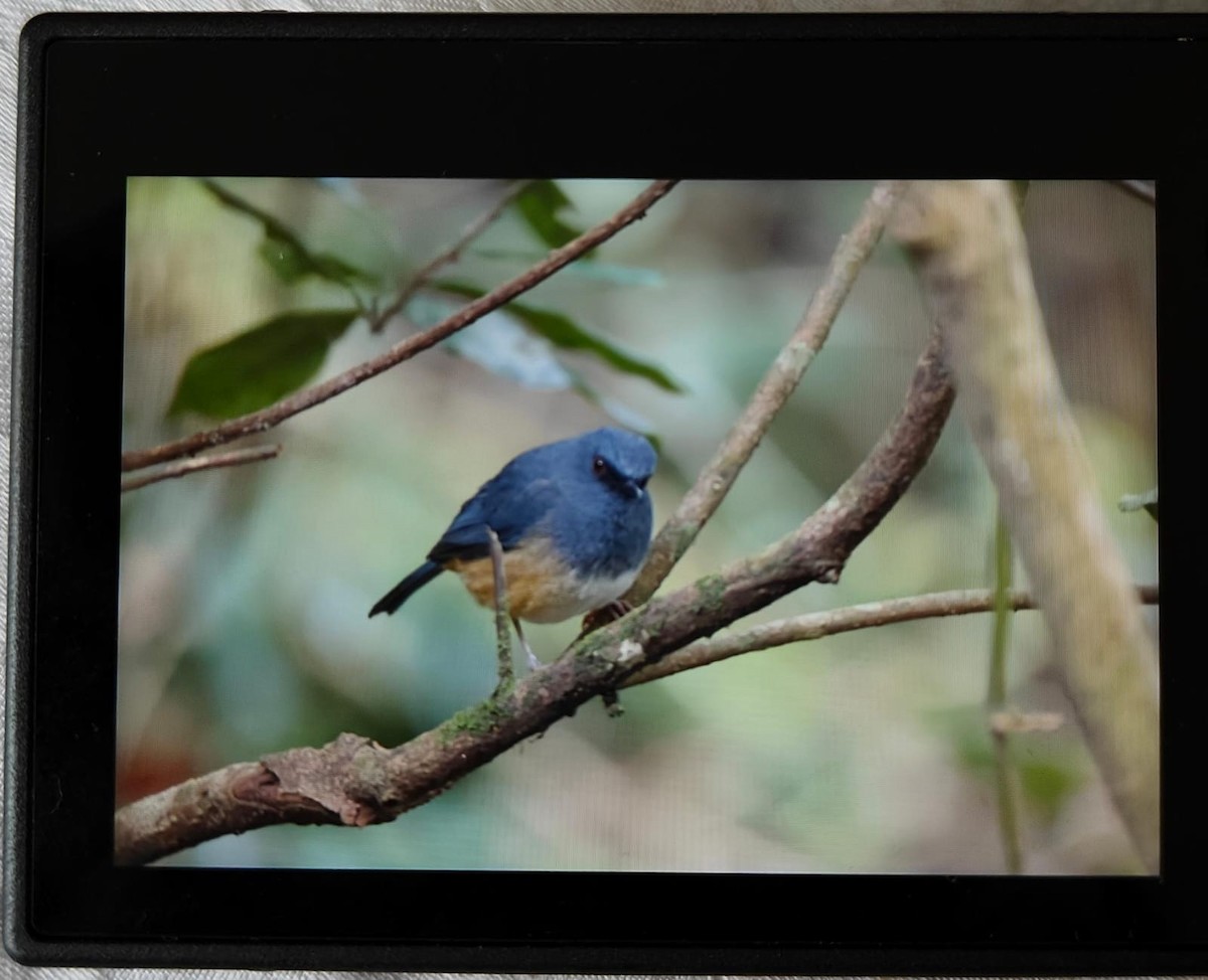 Nilgiri Sholakili - ML634335191