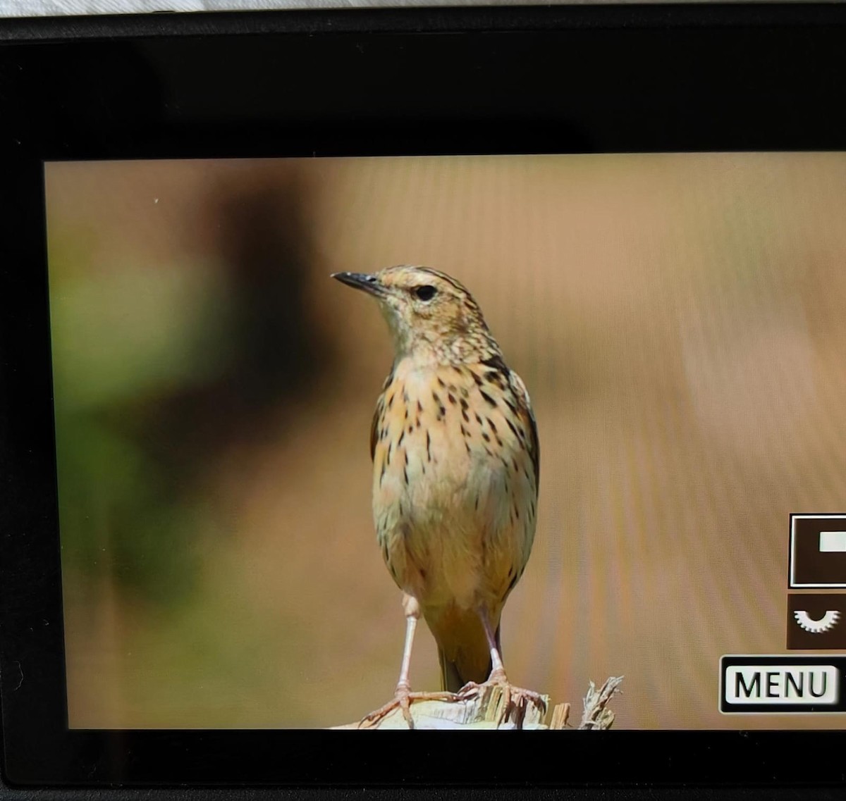 Nilgiri Pipit - ML634335201