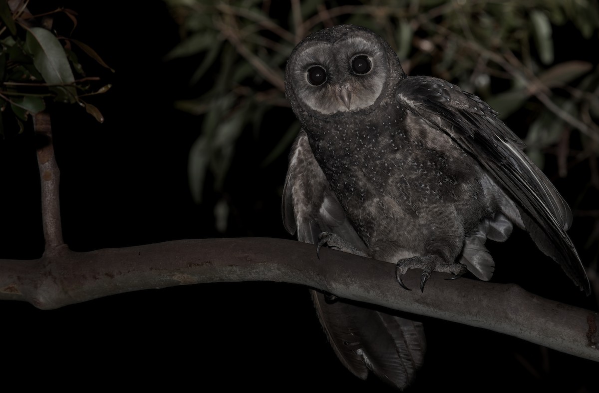 Sooty Owl - ML634335204