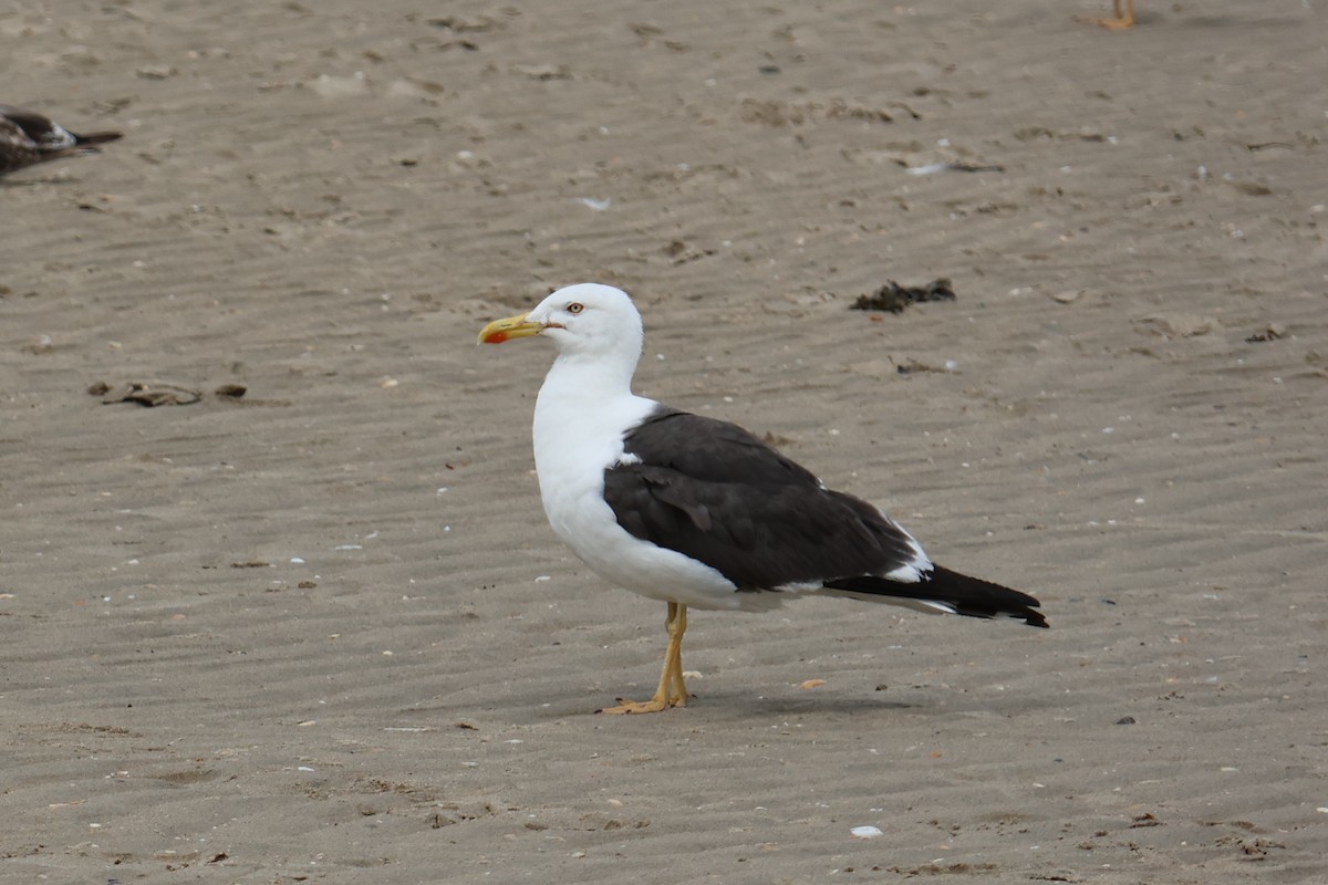 Lesser Black-backed Gull - ML634335206