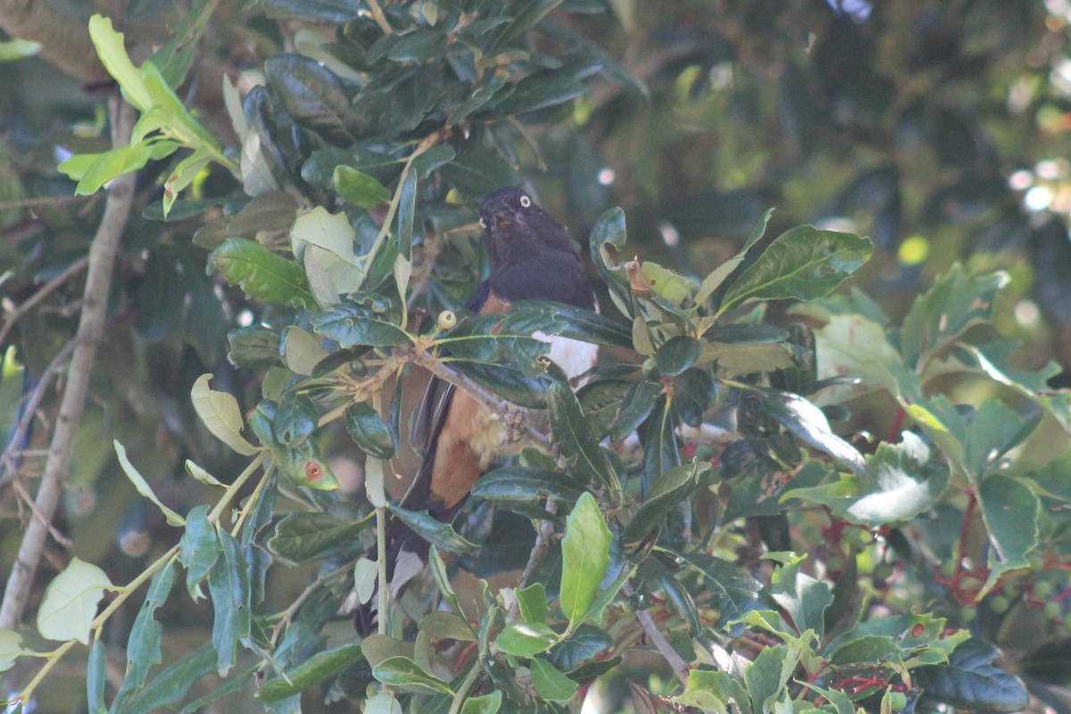 Eastern Towhee - ML63433521