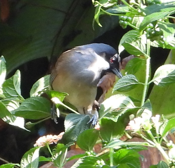 White-cheeked Laughingthrush - ML634335270