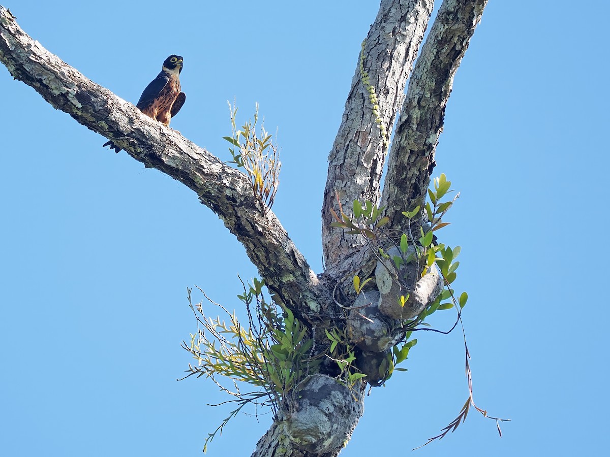 Malaienbaumfalke - ML634335348