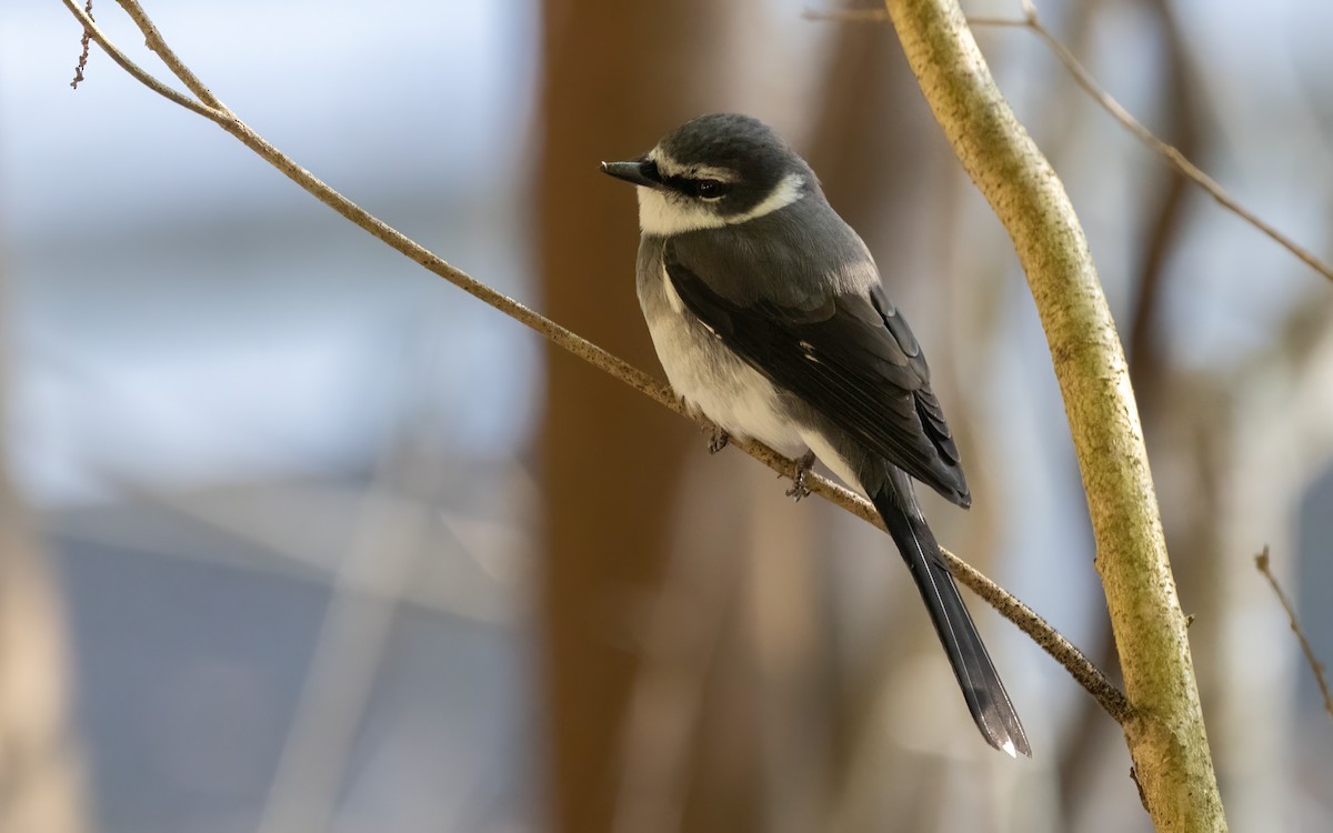 Ryukyu Minivet - ML634335350