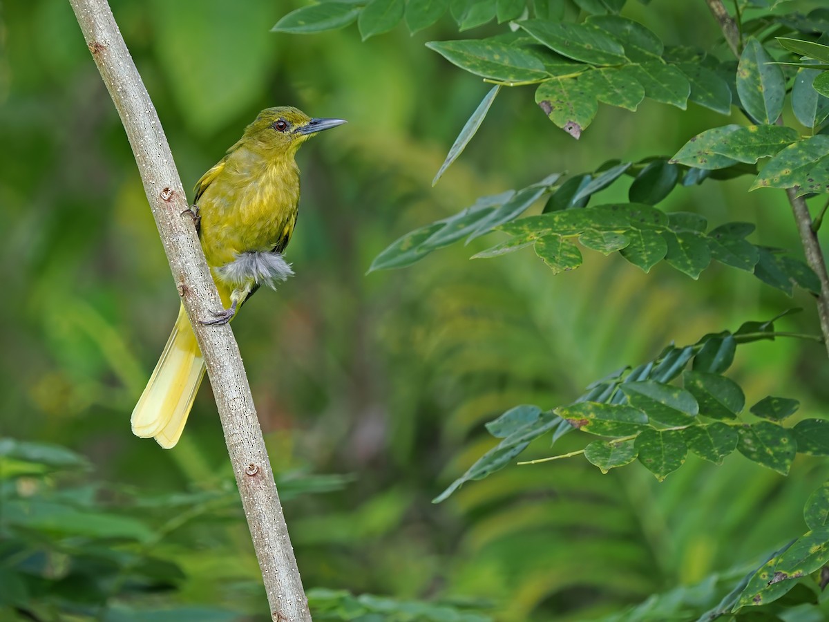 Seram Golden-Bulbul (Ambon) - ML634335351