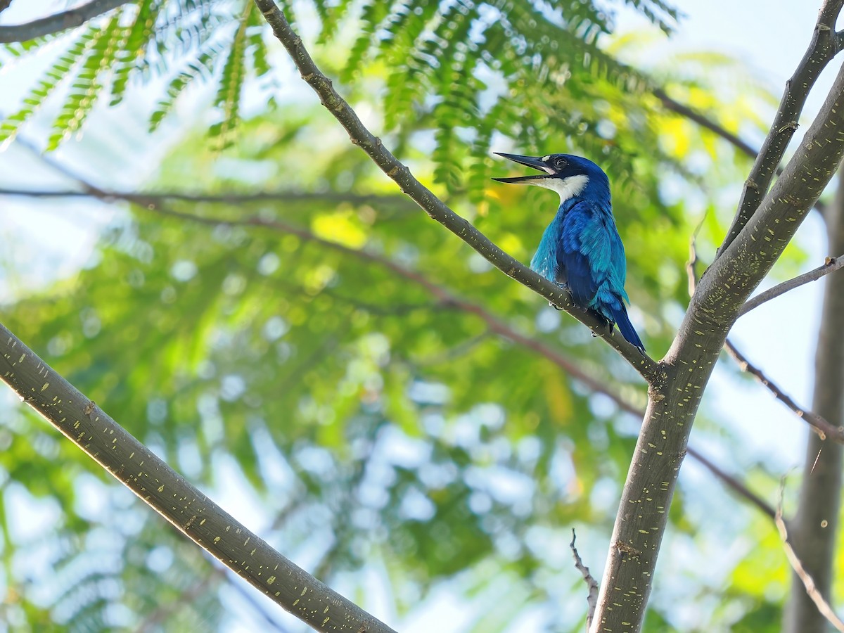 Lazuli Kingfisher - ML634335354