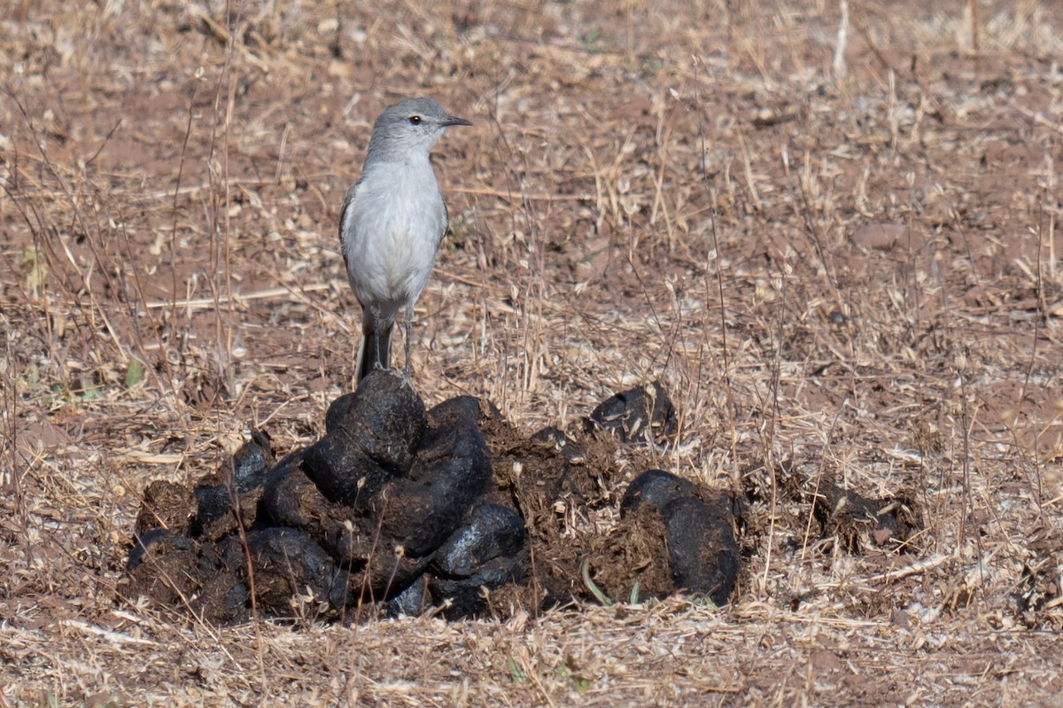 Rufous-naped Ground-Tyrant - ML634335473