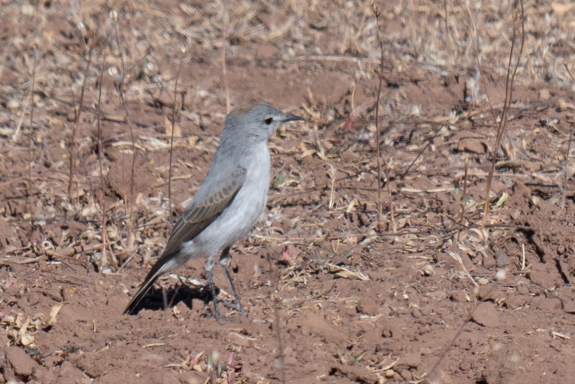 Rufous-naped Ground-Tyrant - ML634335479