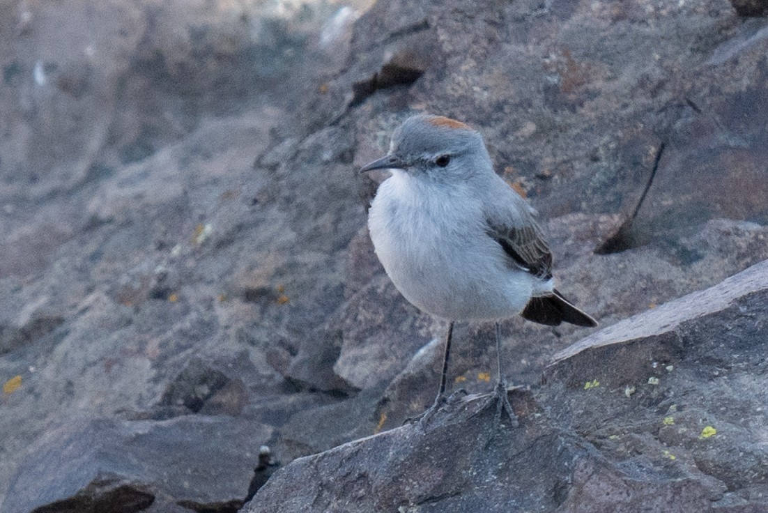 Rufous-naped Ground-Tyrant - ML634335500