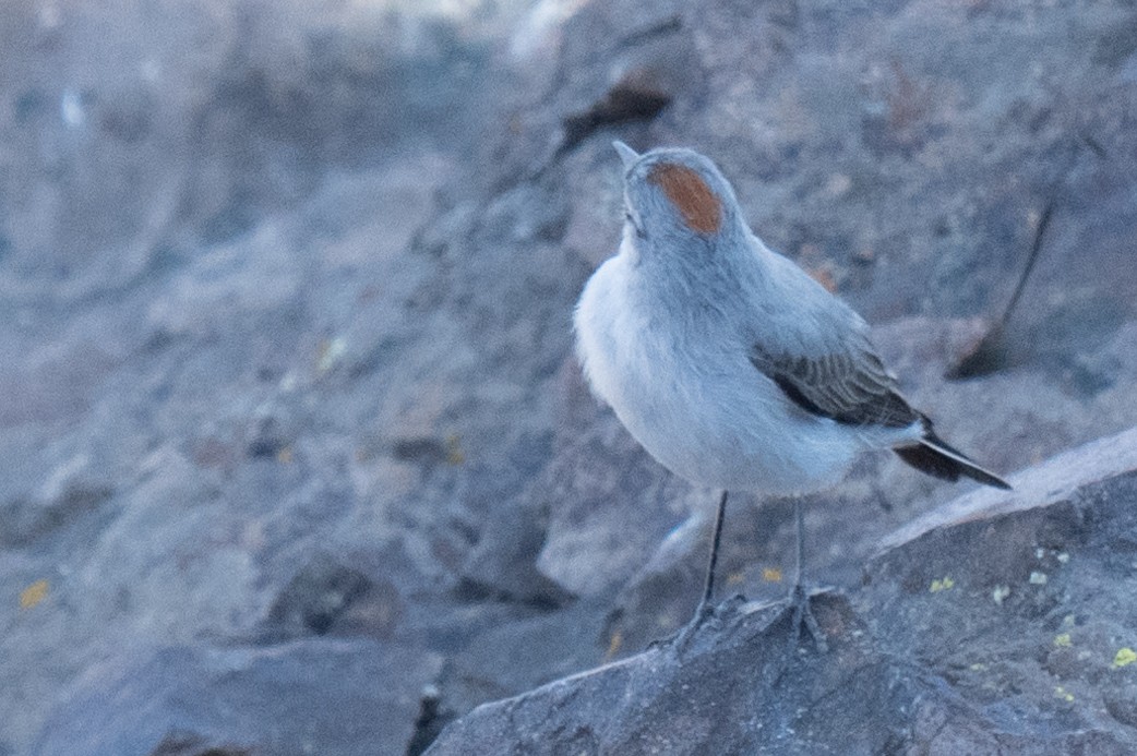 Rufous-naped Ground-Tyrant - ML634335505