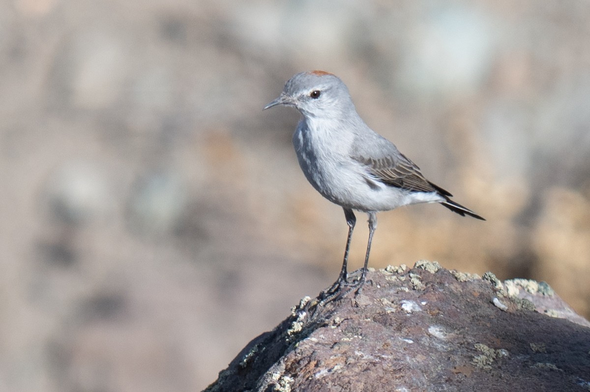 Rufous-naped Ground-Tyrant - ML634335513