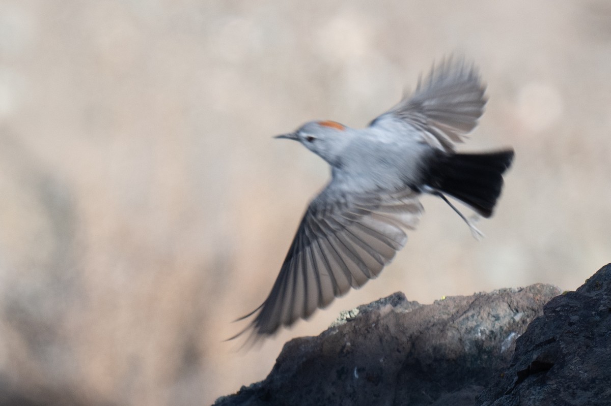 Rufous-naped Ground-Tyrant - ML634335518