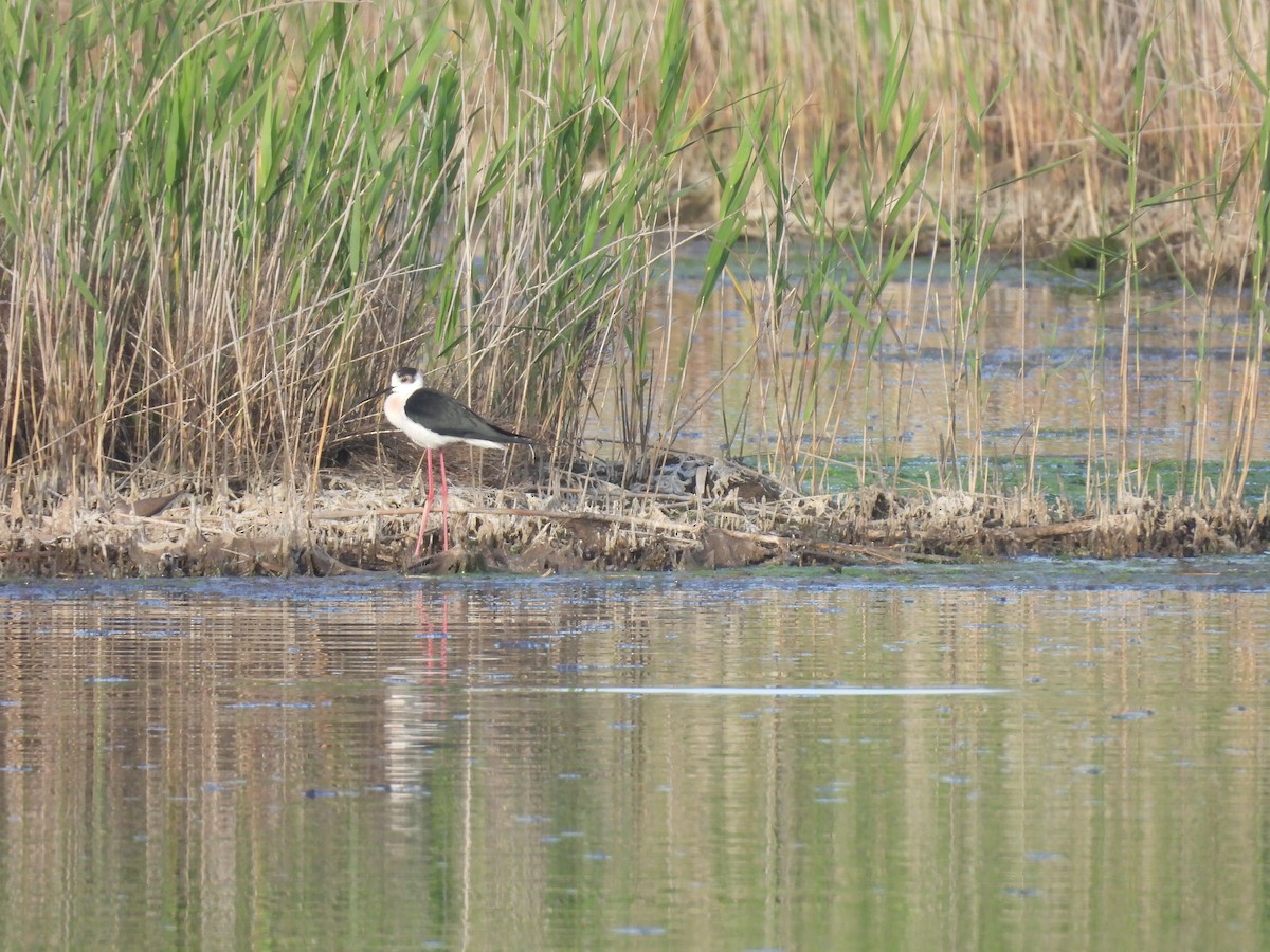 Black-winged Stilt - ML634335583
