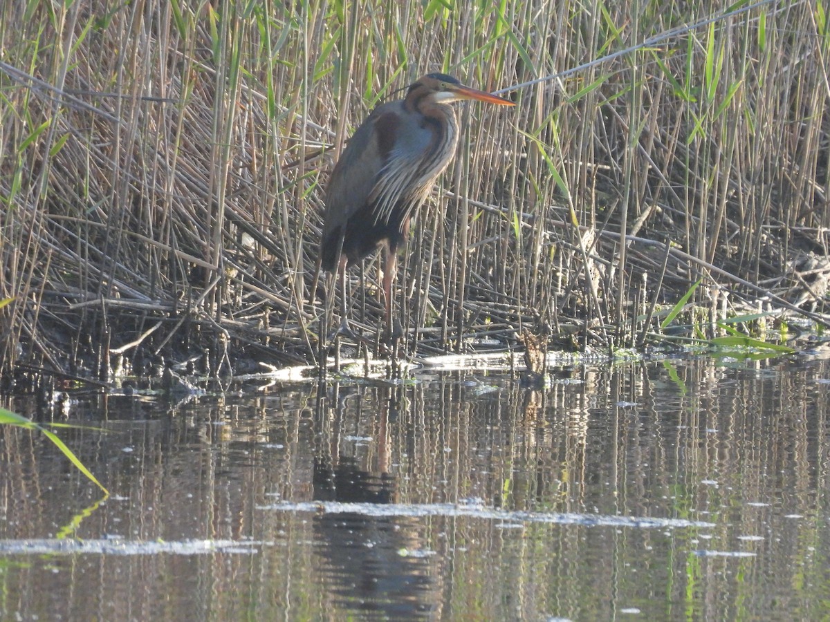 Purple Heron - ML634335594